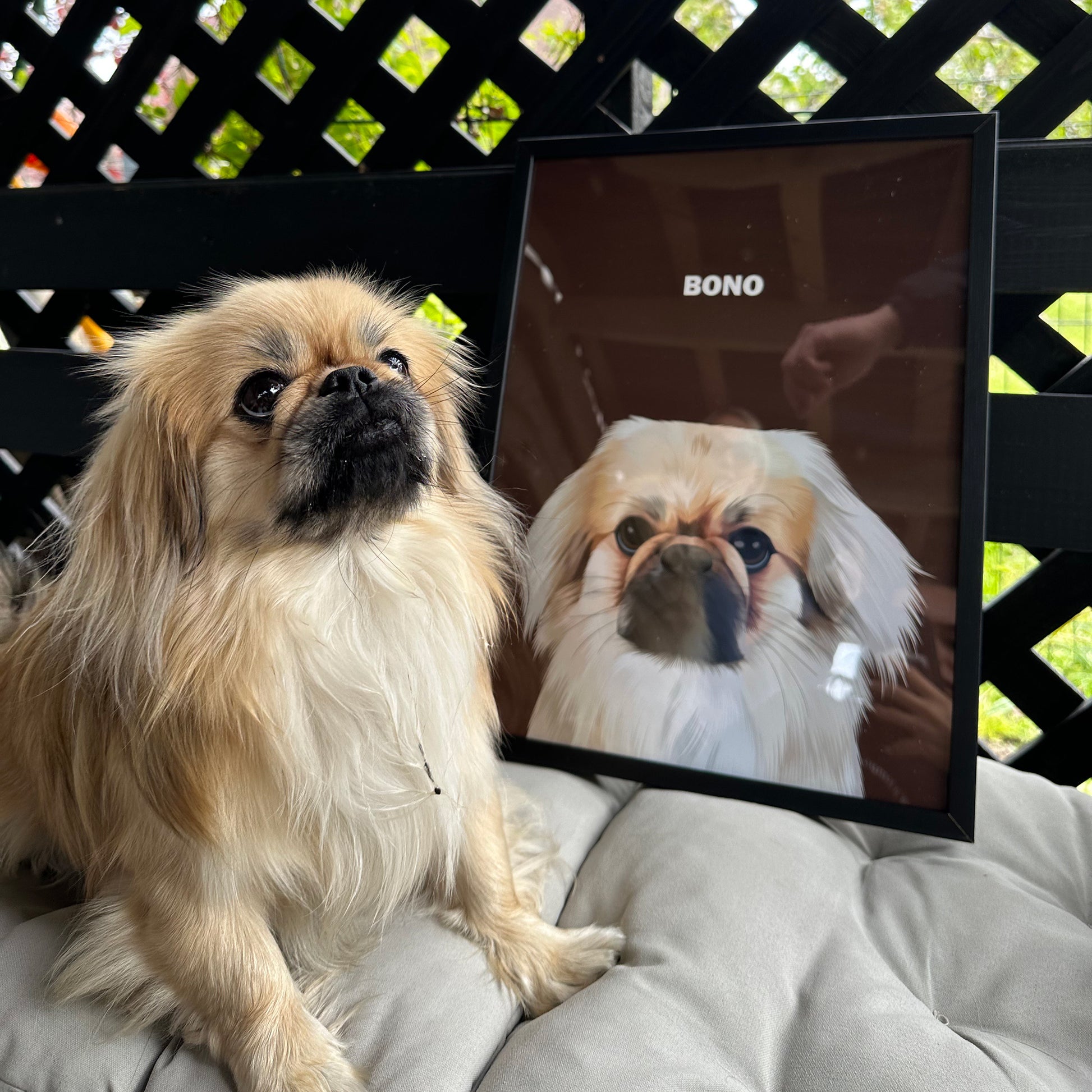 Photo of custom pet portrait framed poster with white dog's artwork on it sitting next to the actual dog which is called Bono